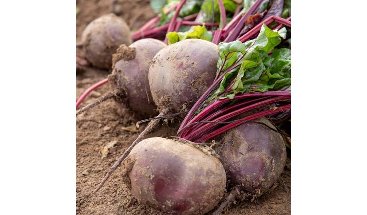 Marshalls Garden Beetroot Seeds 'Pablo'  RHS AGM -  300 Seeds
