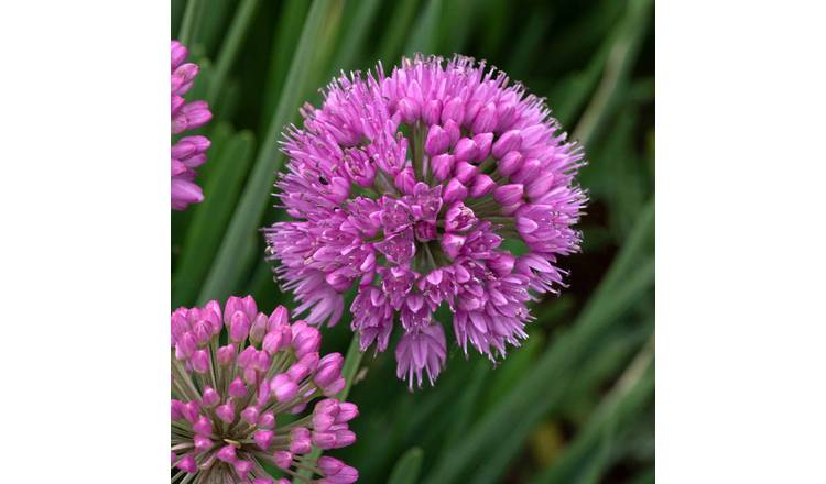 Marshalls Garden Allium 'Serendipity' - 9cm Plant