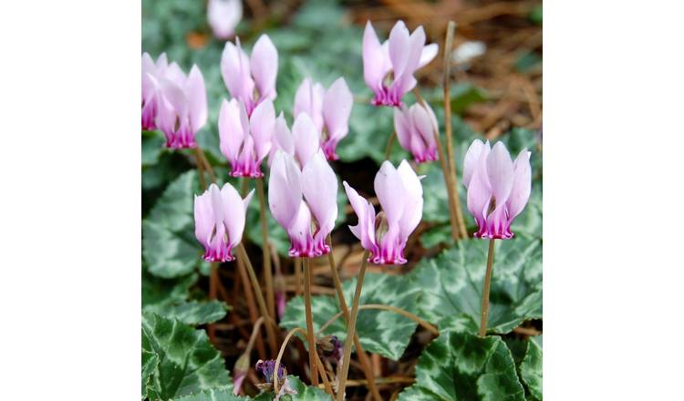 Marshalls Garden Ivy-Leaved Cyclamen - 5 Bulbs
