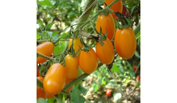 Marshalls Garden Tomato Seeds Lizziebell - Orange Baby Plum Cordon - 8 Seeds