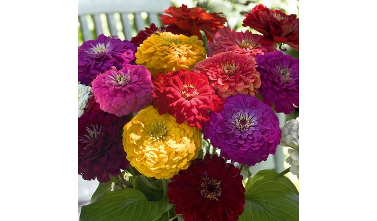 Unwins Zinnia Seeds 'Benary's Giant' - 35 Seeds