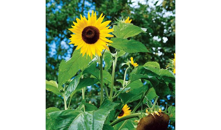 Unwins Sunflower Seeds 'King Kong F1' - 15 Seeds