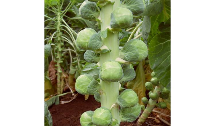 Marshalls Garden Organic Brussels Sprout Seeds 'Nautic' F1 - 12 Seeds