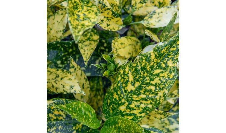 Marshalls Garden Aucuba Japonica 'Golden Girl' - 3 x 9cm Potted Plants