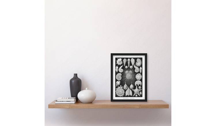 Ernst Haeckel Forams Vintage Illustration Framed Art Print - A4