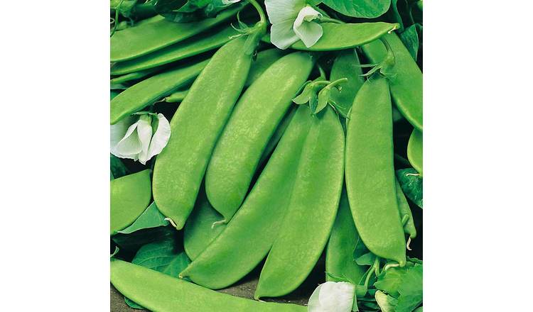 Marshalls Garden Pea Seeds Mangetout 'Oregon Sugar Pod' Extra-Large - 200 Seeds