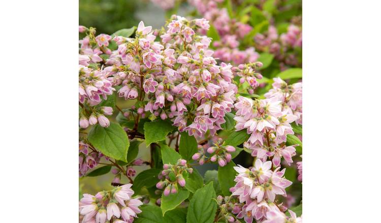 Marshalls Garden Deutzia 'Raspberry Sundae'  Hardy Shru - 9cm Plant