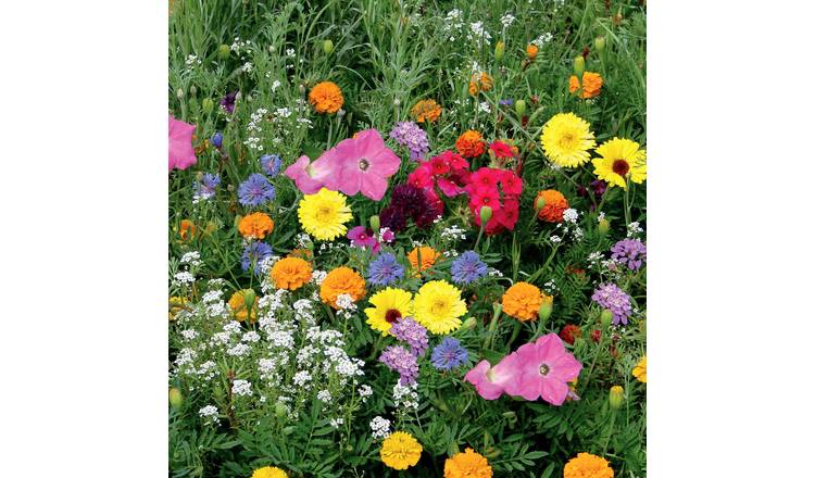 Unwins Annual Flower Seeds 'Unwins Container Mix' - 1500 Seeds