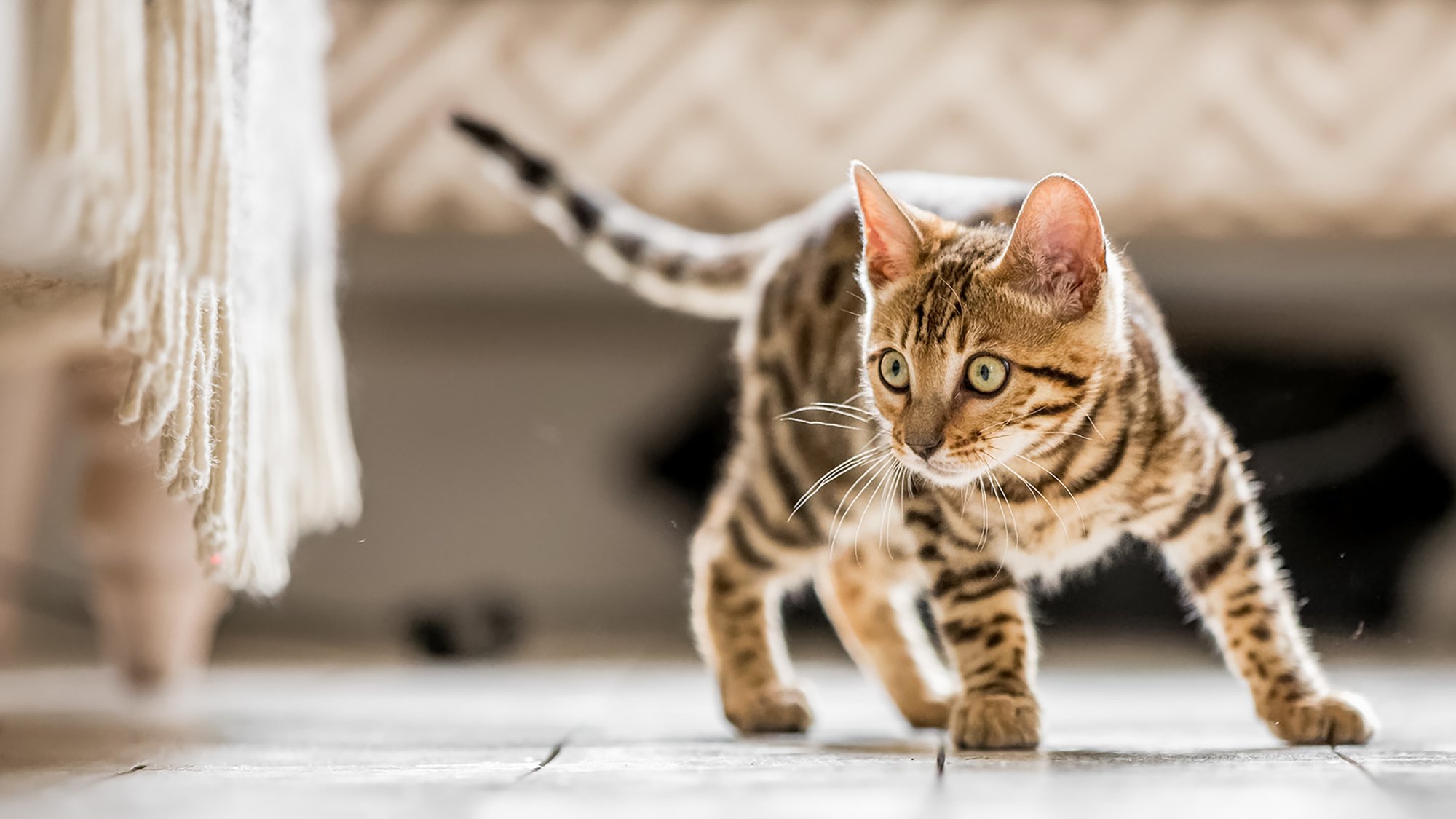 Kitten