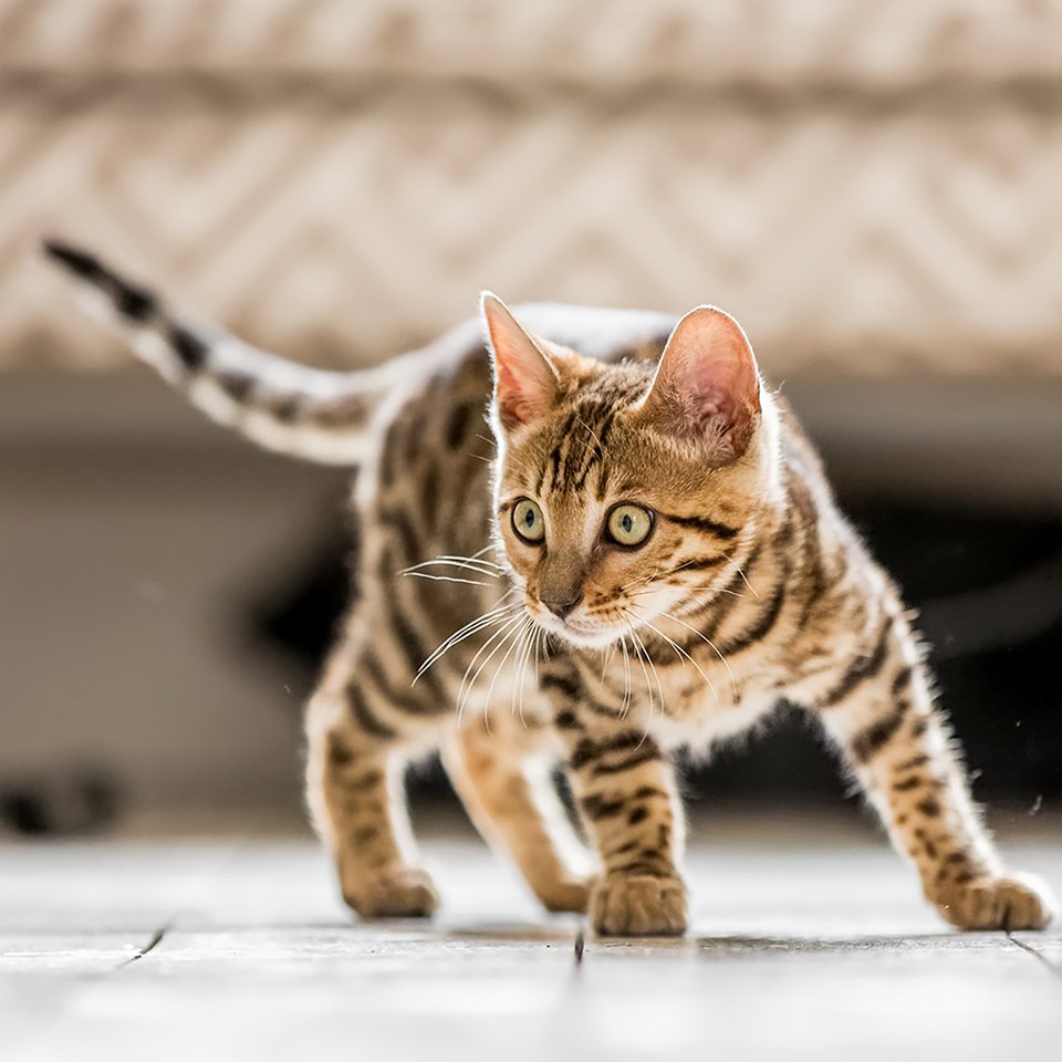 Kitten