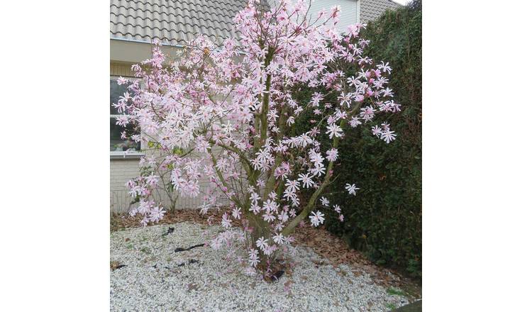 Marshalls Garden Magnolia 'Leonard Messel' - 3 Litre plant