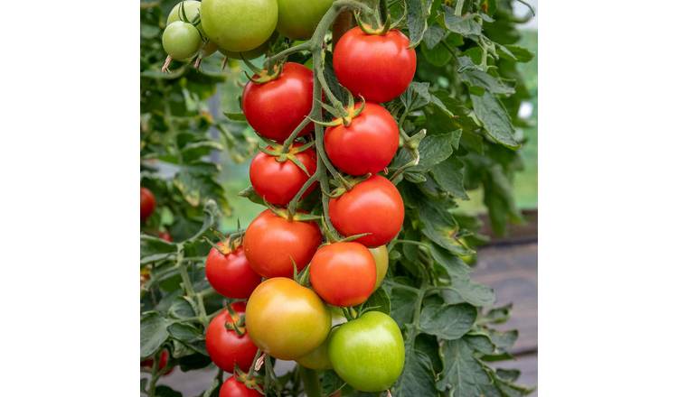 Marshalls Garden Cordon Tomato Seeds Moneymaker - 70 Seeds
