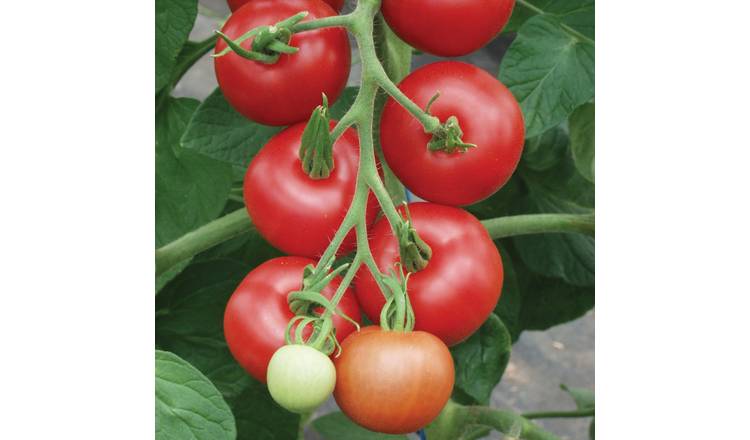 Unwins Organic Tomato Seeds 'Matina' - 45 Seeds