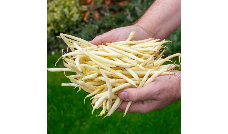 Marshalls Garden French Bean Seeds 'Dorado' Dwarf Golden Beans - 120 Seeds