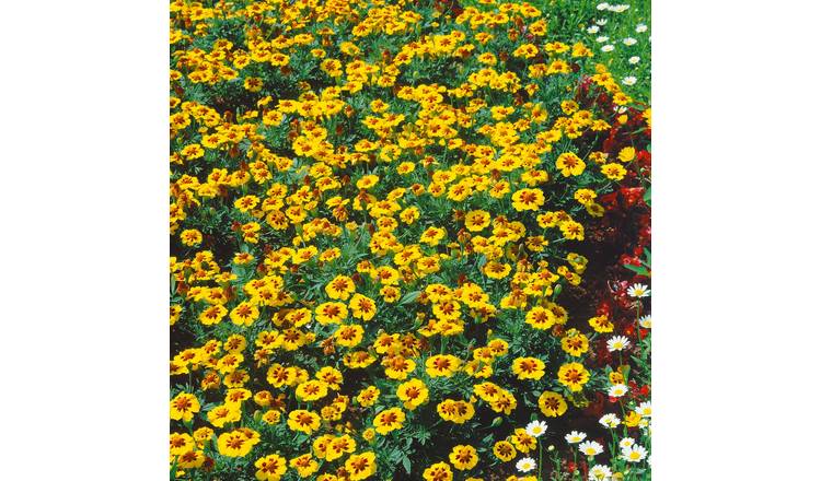 Unwins French Marigold Seeds 'Naughty Marietta' - 130 Seeds
