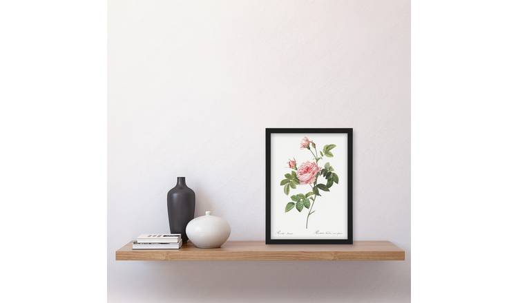 Pierre Joseph Redoute Boursault Rose Vintage Floral Framed Art Print - A4