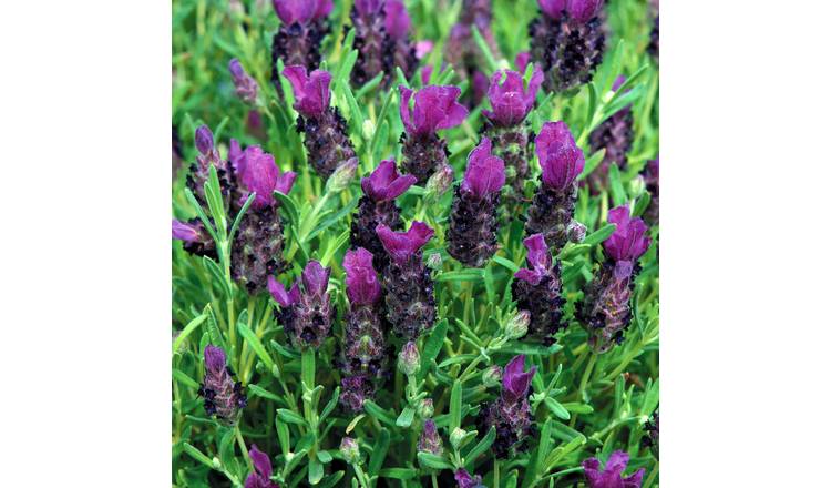 Marshalls Garden Lavender Seeds 'Bandera Deep Purple' - 10 Seeds