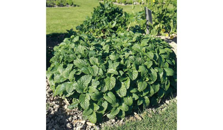 Marshalls Garden Lemon Balm Seeds 'Melissa' - 400 Seeds