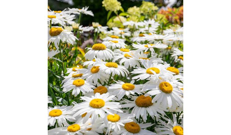 Marshalls Garden Leucanthemum Seeds 'Madonna' - 20 Seeds