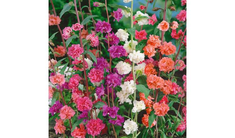 Unwins Clarkia Seeds 'Double Mix' - 3000 Seeds