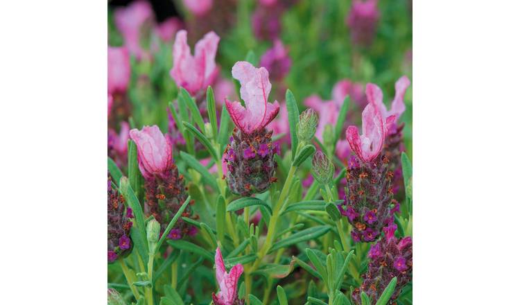 Marshalls Garden Lavender Seeds 'Bandera Deep Pink' - 10 Seeds