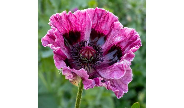 Marshalls Garden Papaver 'Patty's Plum' Oriental Poppy -  9cm Plant