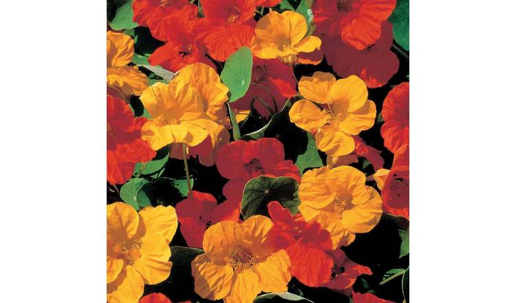 Unwins Nasturtium Seeds 'Burning Embers' - 40 Seeds