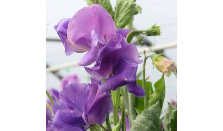 Unwins Sweet Pea Seeds 'Noel Sutton' - 21 Seeds