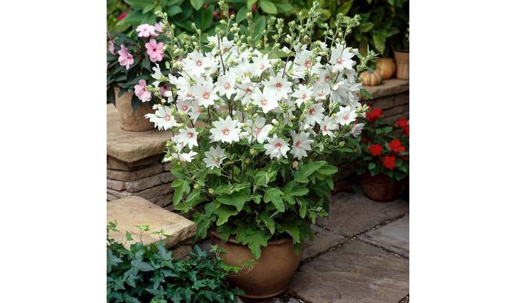 Marshalls Garden Lavatera Clementii 'Barnsley Baby' -  3 x 9cm Plants