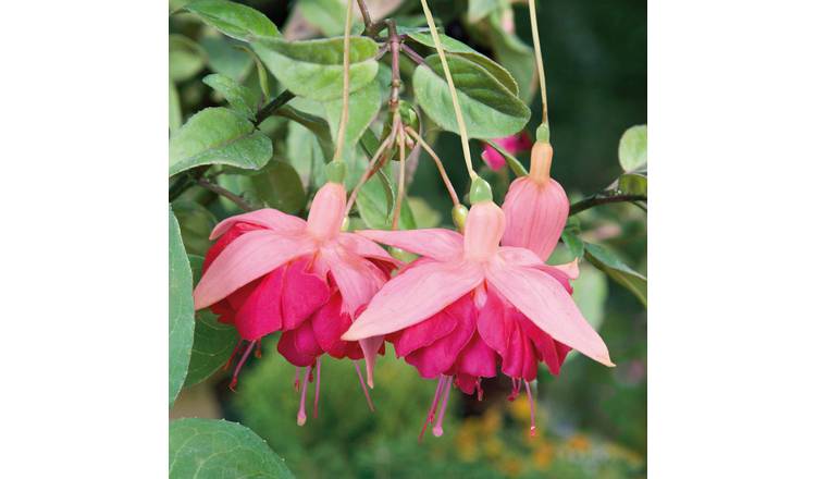 Marshalls Garden Fuchsia Hardy 'Garden News' - 9cm Plant