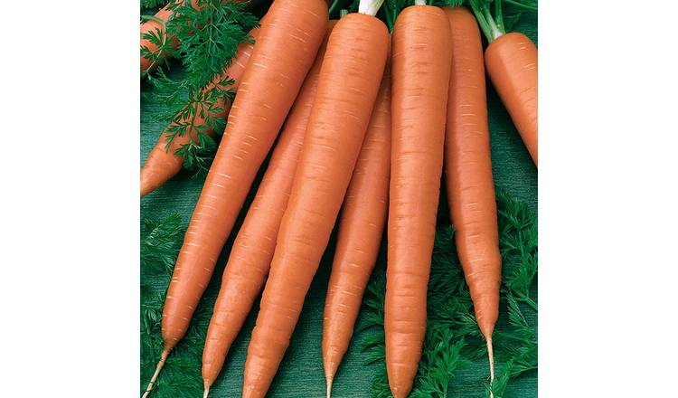 Marshalls Garden Carrot Seeds 'Sweet Candle' RHS Award-Winning - 300 Seeds