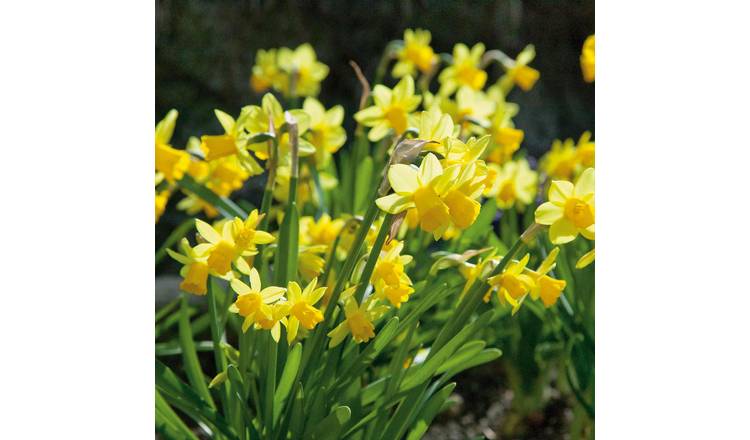 Marshalls Garden Dwarf Daffodil 'Tete a Tete' - 100 Bulbs