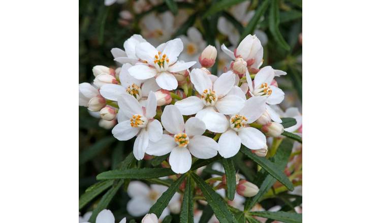 Marshalls Garden Choisya 'Scented Gem' -  9cm Plant