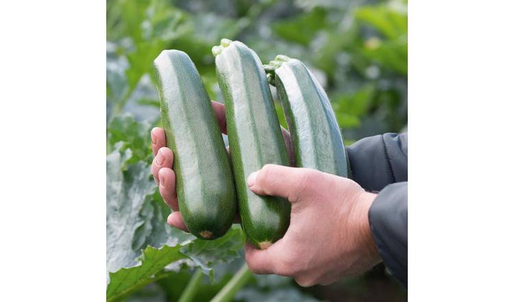 Marshalls Garden Courgette Ladoga - 6 Seeds