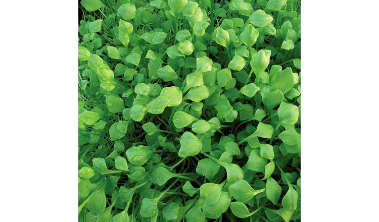 Marshalls Garden Lettuce Seeds Winter Purslane Miners Hardy - 850 Seeds