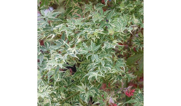 Marshalls Garden Acer palmatum 'Butterfly' - 3 x 9cm Plants