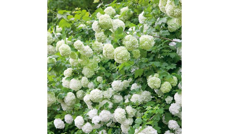 Marshalls Garden Viburnum Opulus 'Roseum' (Sterile) - 9cm Plant