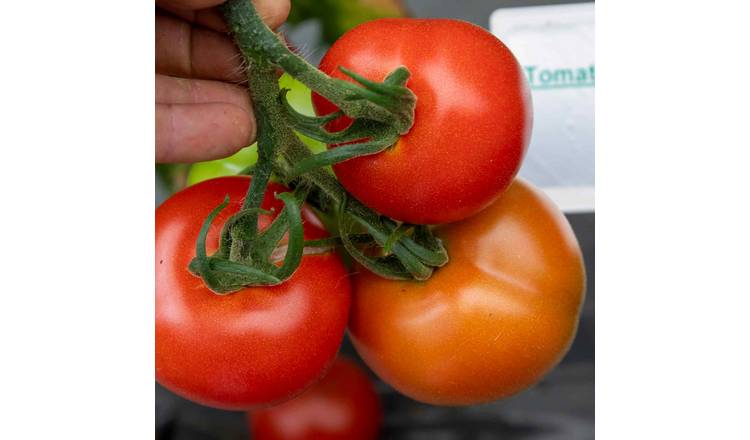 Marshalls Garden Cordon Tomato Seeds 'Alicante' - 75 Seeds