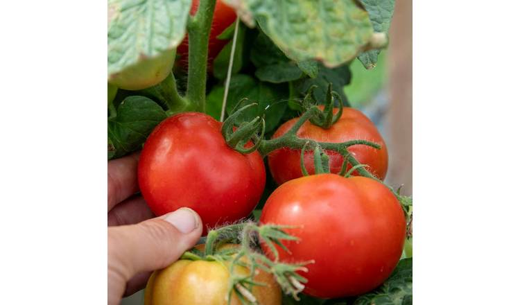 Marshalls Garden Tomato Seeds Summerlast F1 For Patio And Containers - 6 Seeds