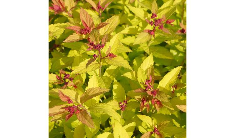 Marshalls Garden Spiraea Japonica 'Magic Carpet' -  9cm Plant