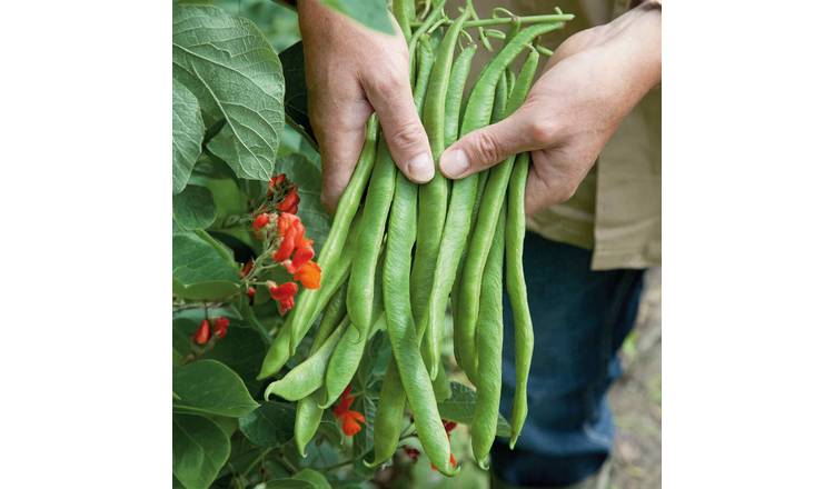 Marshalls Garden Runner Bean Seeds Organic 'Lady Di' - 35 Seeds