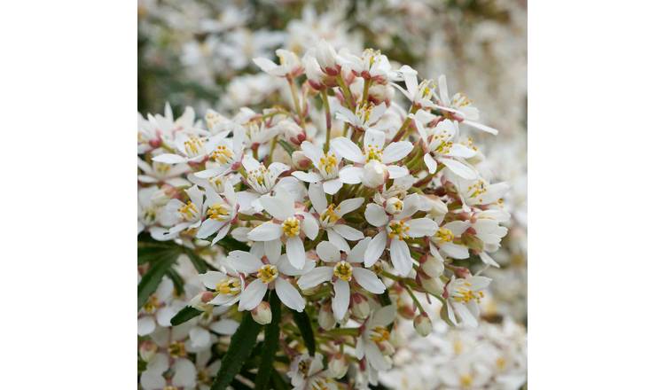 Marshalls Garden Choisya 'White Dazzler'  - 3 x 9cm Plants