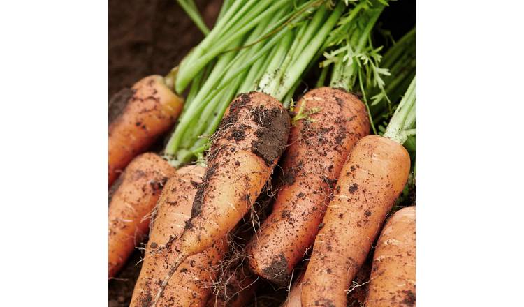 Marshalls Garden Carrot Seeds Short N Sweet - 1000 Seeds