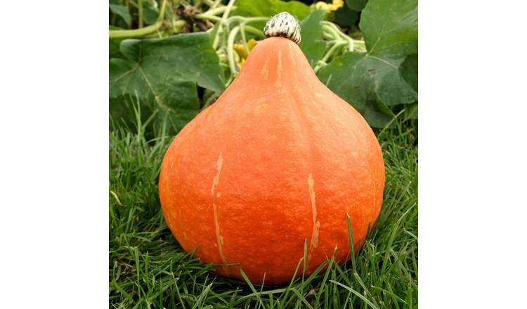 Marshalls Garden Potimarron Squash Seeds - Chestnut Pumpkin - 20 Seeds