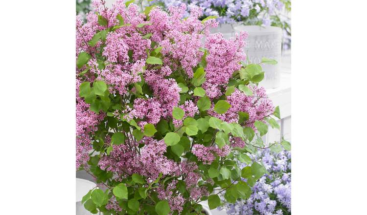 Marshalls Garden Syringa 'Flowerfesta Pink' - 3 x 9cm Potted Plants