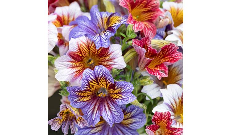 Unwins Salpiglossis Sinuata Seeds 'Tora Staring Eyes' - 50 Seeds