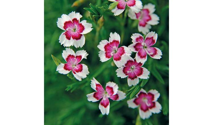 Marshalls Garden Dianthus Seeds 'Arctic Fire' - 75 Seeds