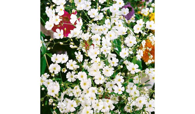 Unwins Gypsophila Seeds 'Covent Garden' - 1000 Seeds
