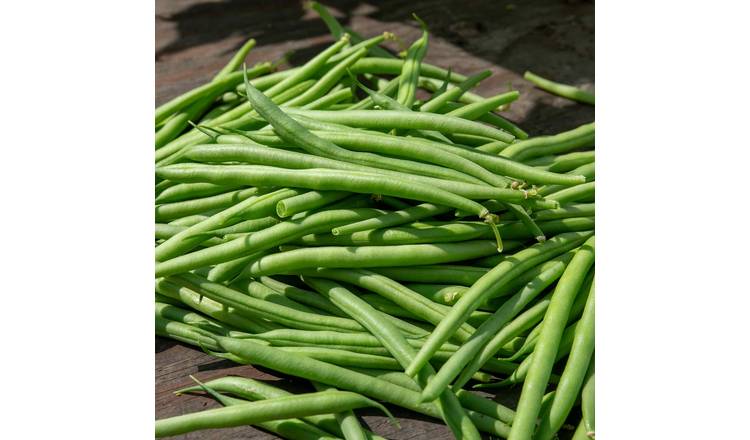 Marshalls Garden Climbing French Bean Seeds 'Cobra' - 100 Seeds