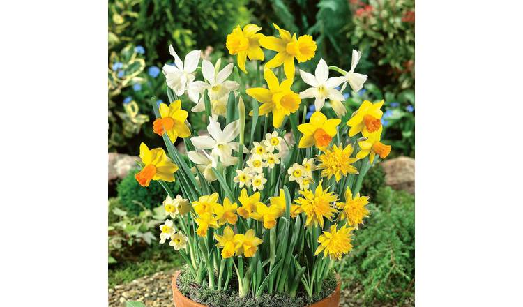 Marshalls Garden Dwarf Daffodil Species Mixed - 18 Bulbs